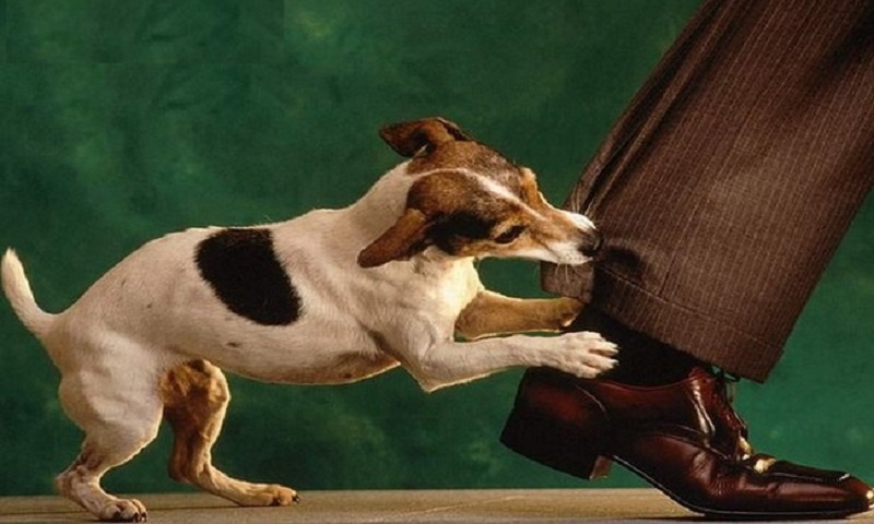 Nằm mơ thấy chó cắn vào chân đánh số gì chính xác