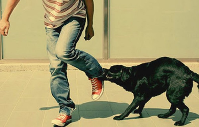 Điềm báo về tài chính và sức khỏe khi gặp giấc mơ bị chó cắn vào chân đến mức chảy máu.