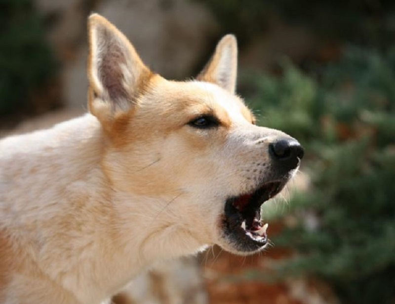 Bảng tổng hợp các con số may mắn tương ứng với từng ngữ cảnh giấc mơ thấy chó cắn vào chân.