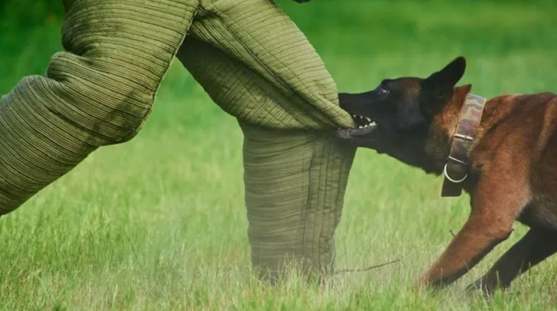 Ý nghĩa tâm linh khác nhau dựa trên vị trí vết cắn ở gót chân, bắp chân hay ngón chân.