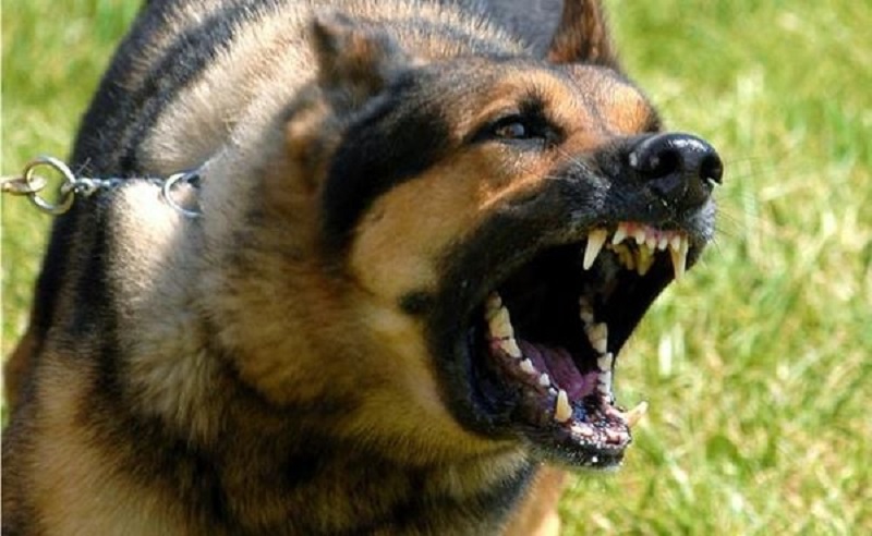 Cách cân bằng tâm lý và hóa giải nỗi lo âu sau khi gặp phải những giấc mơ dữ về loài chó.