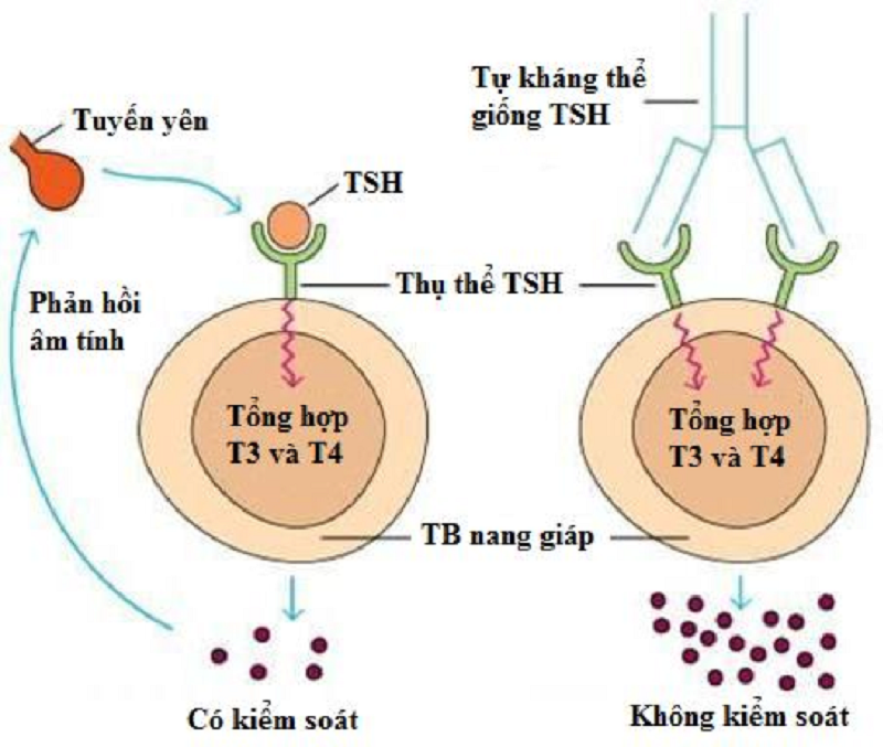 Trong bệnh Basedow, hệ miễn dịch sản sinh kháng thể TRAb tấn công chính các tế bào lành của tuyến giáp.